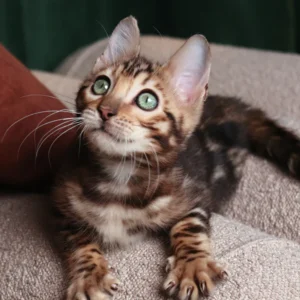 Bengal Cats for Sale Near Me