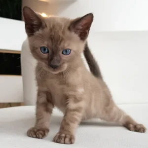 bengal cats for sale uk