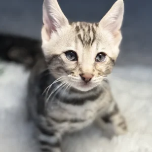 Bengal Kittens for Sale UK