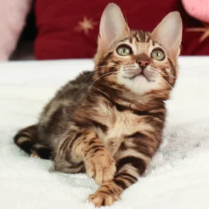 Bengal Kitten for Sale UK