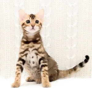 bengal kittens for sale scotland