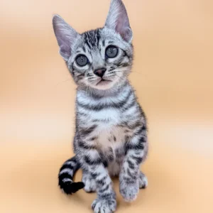 Snow Bengal Kitten