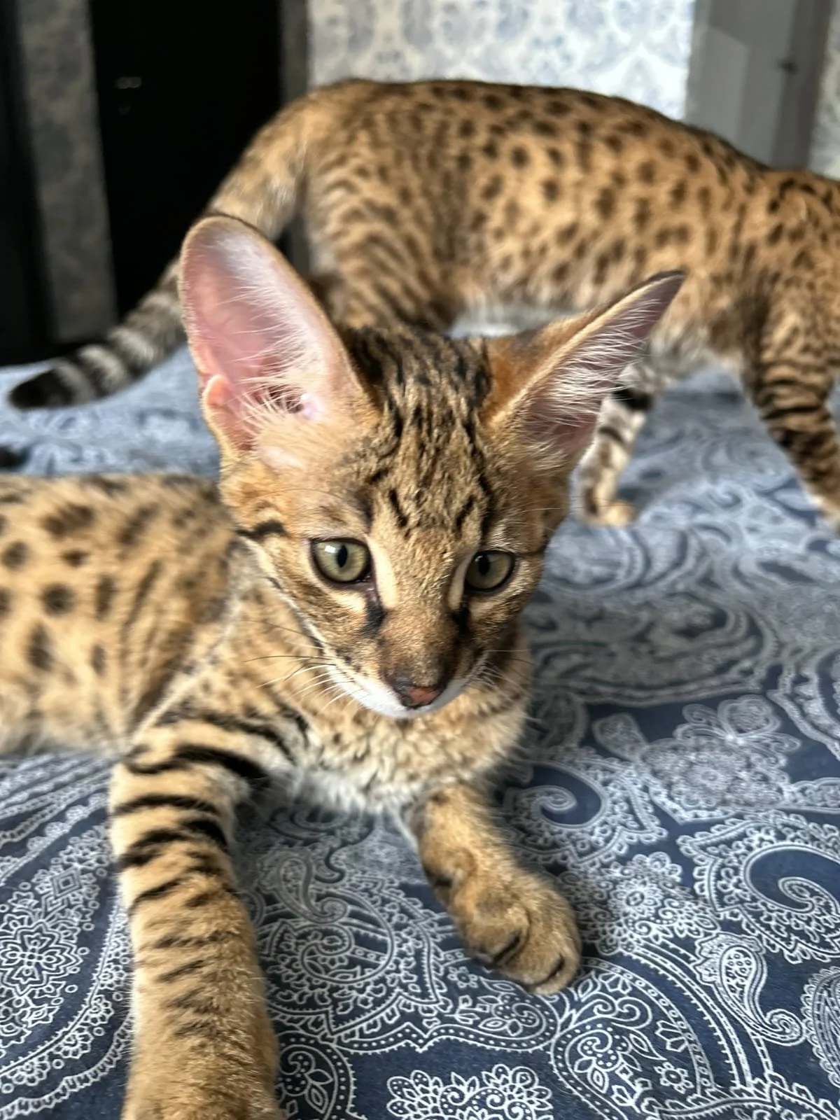 Bengal Kittens for Sale