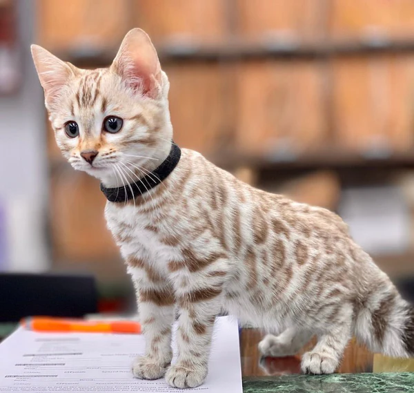 Bengal Cat