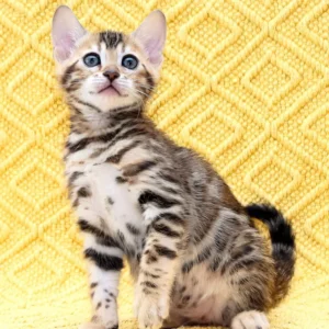 Bengal Kitten for Sale