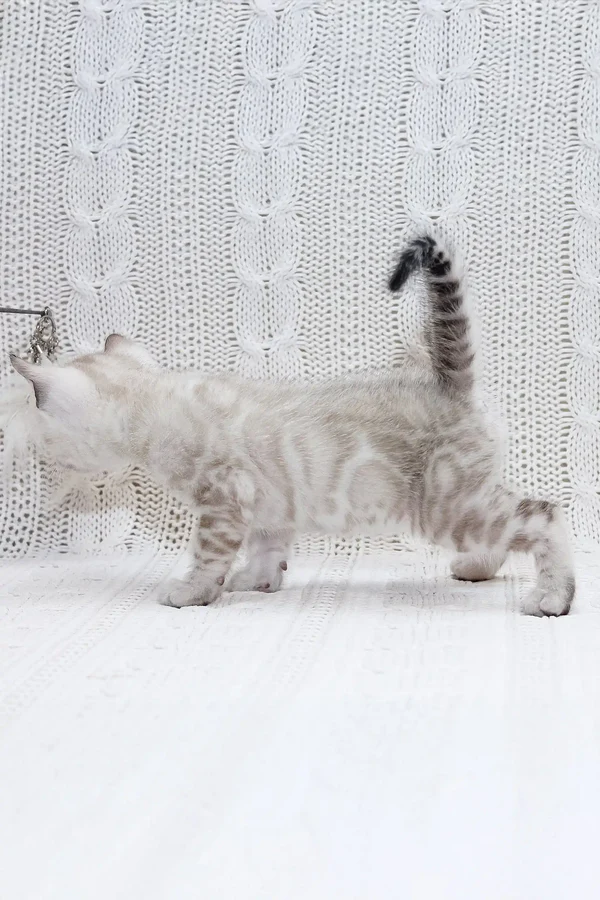 snow bengal kittens for sale uk
