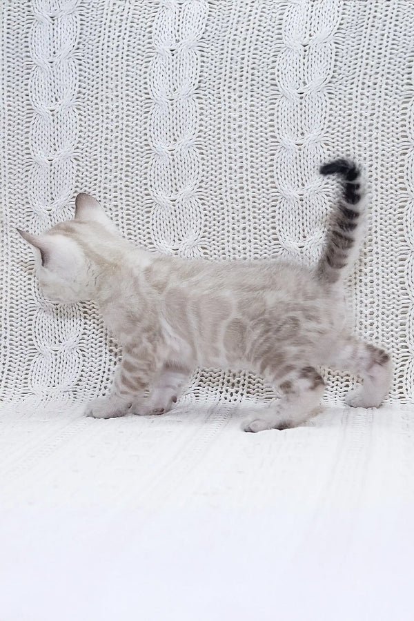 Isberg - Male Bengal kitten - Image 6