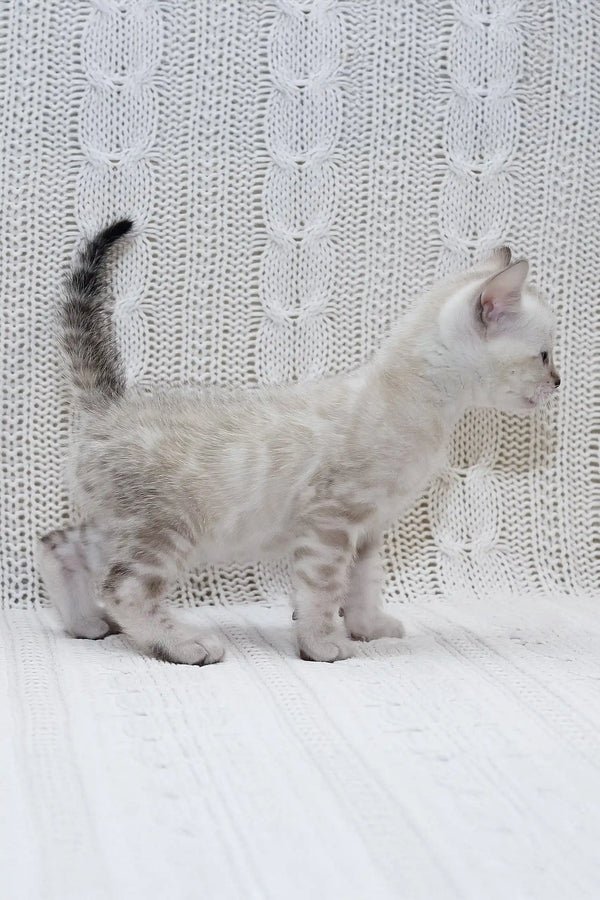 snow bengal kittens for sale uk