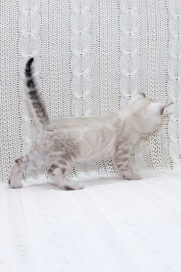 Isberg - Male Bengal kitten - Image 4