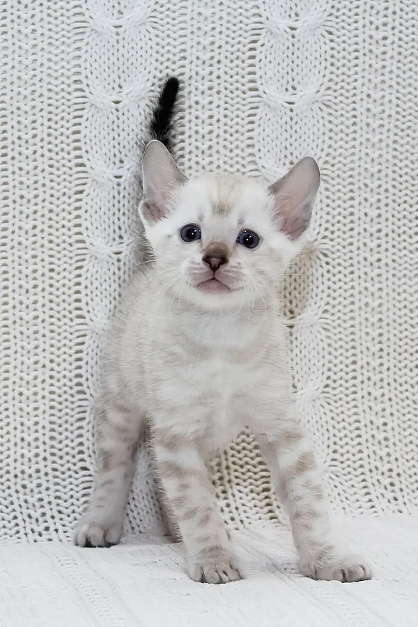 snow bengal kittens for sale uk