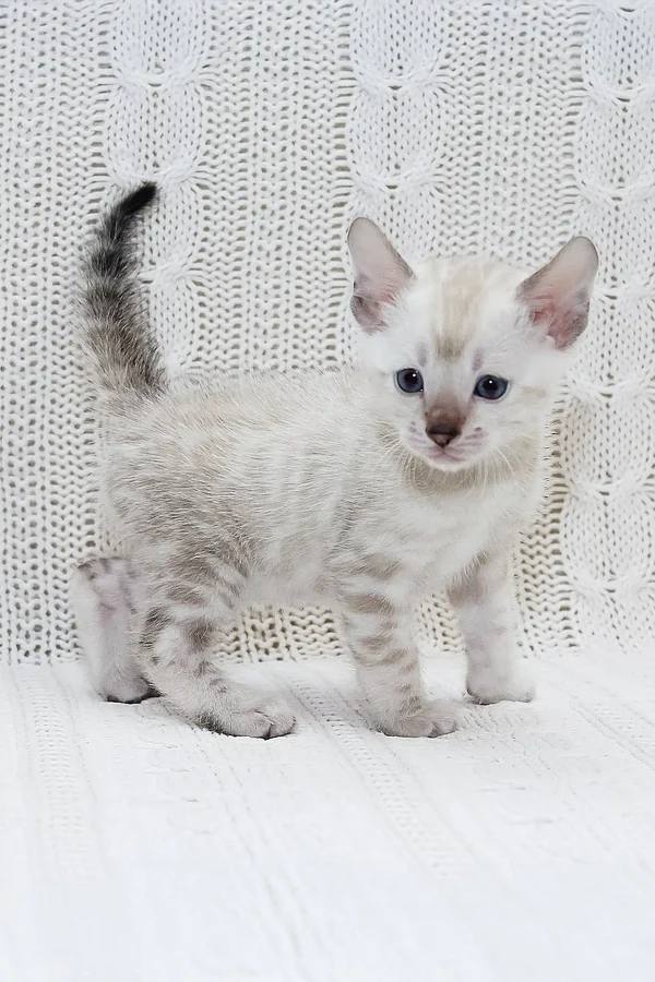 snow bengal kittens for sale uk