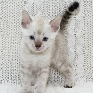 snow bengal kittens for sale uk