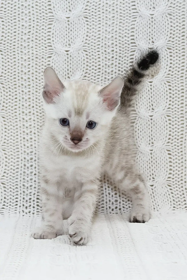 snow bengal kittens for sale uk