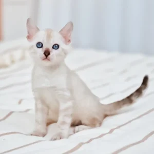 Silver Bengal Cat for Sale