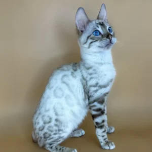 bengal cat for sale uk